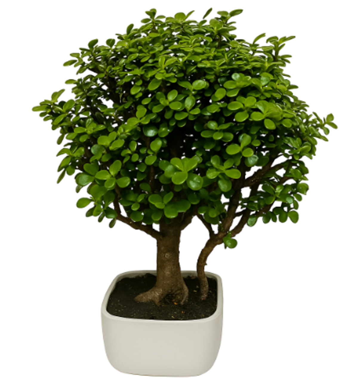 Bonsai Hade Monedita Maceta Porcelanizada 10 Años