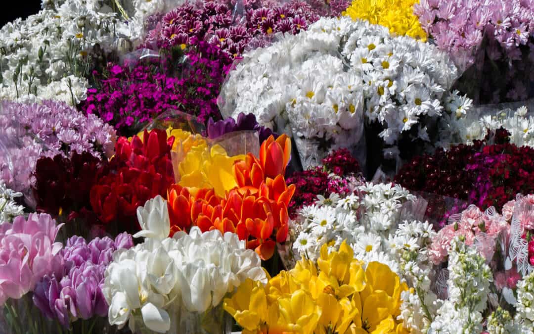 Flores al Por Mayor en Bogotá - Magenta Flores Colombia