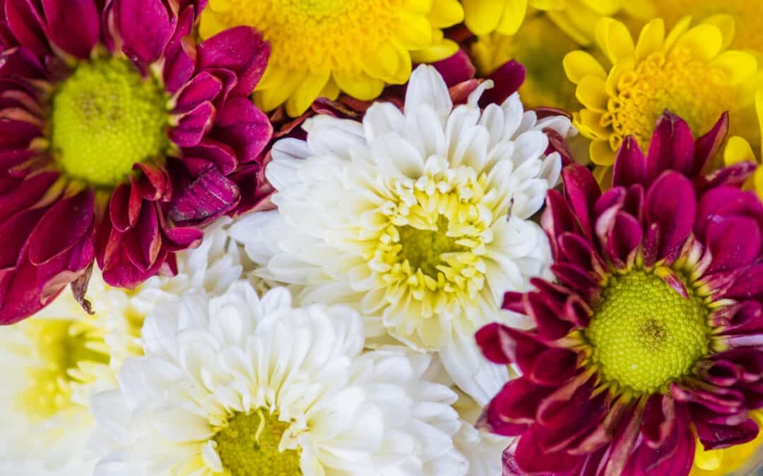 Flores Económicas a Domicilio en Bogotá - Magenta Flores