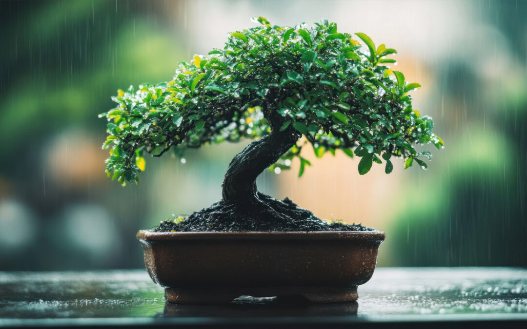 Plantas de regalo Bogotá: sorprende con estilo natural